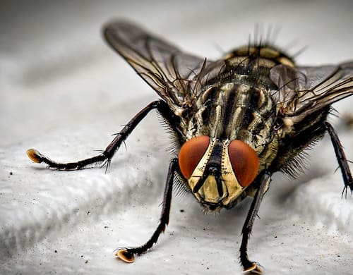 Libérate de las moscas con este consejo que es viral en redes sociales. Fuente: Pexels