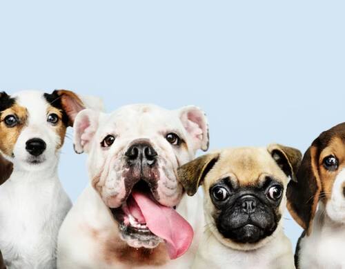 Deberían ser eternos: Las 8 razas de perros que más viven. Fuente: Freepik