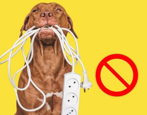 ¿Cómo evitar que nuestros perros y gatos muerdan cables eléctricos? Fuente: Freepik