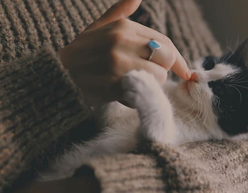 Los expertos revelan la manera correcta de acariciar a un gato. Fuente: Pexels.