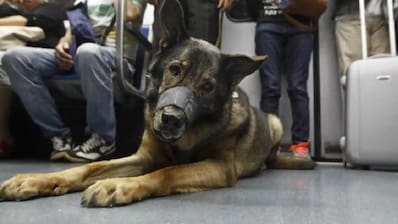 Perro Metro.