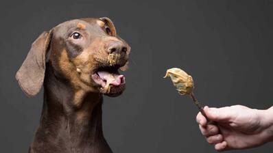 Crema de cacahuete para perros.
