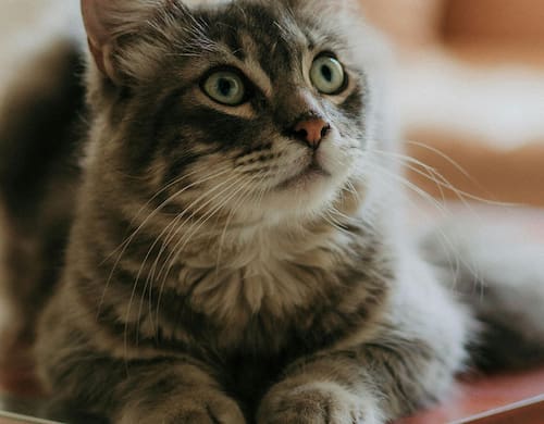 Los expertos descubren la costumbre detrás del amasado de los gatos. Fuente: Pexels