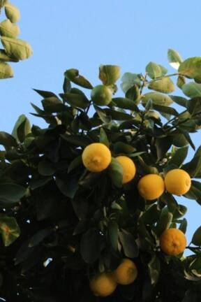 Ingrediente de cocina para que el árbol de limonero estalle de frutos